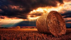 RUS-Landwirtschafts-Ministerium: Preisbeschränkungen und Exportquoten