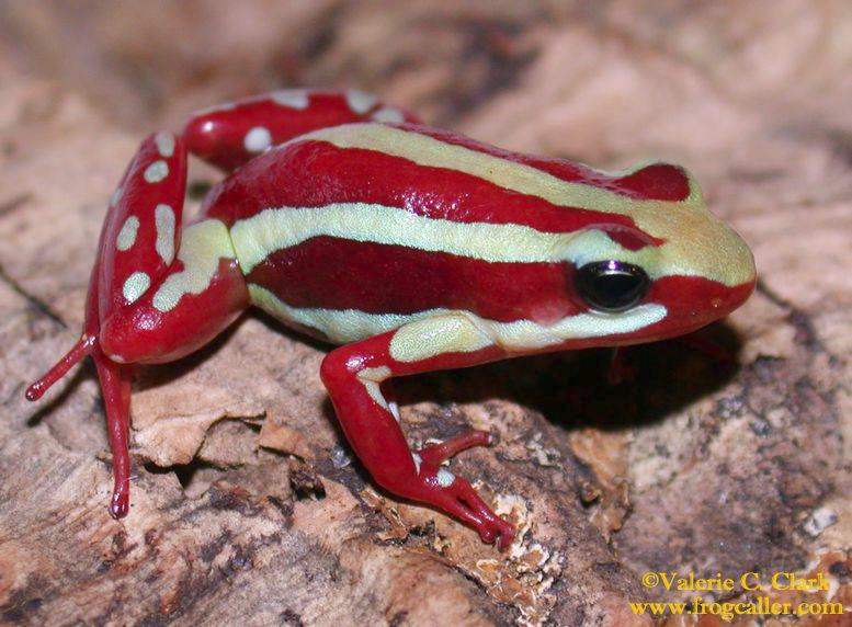 Hat RUS Navalny mit südamerikanischem Frosch-Pfeil-Gift getötet-? Umfassende Beweise, sagt der Westen