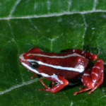 Hat RUS Navalny mit südamerikanischem Frosch-Pfeil-Gift getötet-? Umfassende Beweise, sagt der Westen