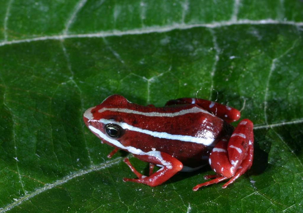 Hat RUS Navalny mit südamerikanischem Frosch-Pfeil-Gift getötet-? Umfassende Beweise, sagt der Westen
